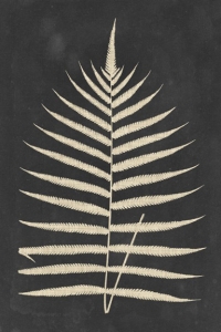 Pressed Fern No. 2