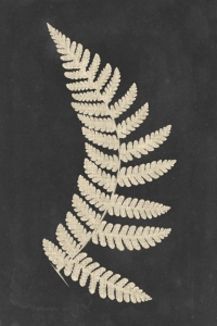 Pressed Fern No. 3