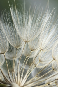 Dandelion Macro No. 1