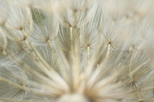 Dandelion Macro No. 2