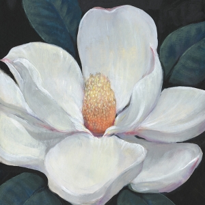 Magnolia No. 2