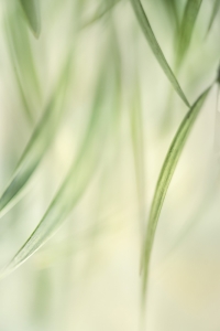 Soft Grass No. 2