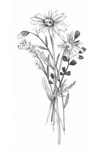 Pencil Flower Study No. 1