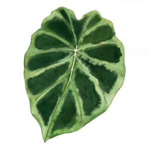 Emerald Leaves No. 3