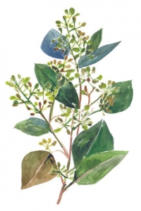 Flowering Eucalyptus No. 2
