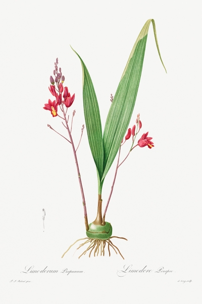 Pierre-Joseph Redouté - Les Liliacées: Limodorum Purpureum Variante 1 | 40x60 cm | Premium-Papier