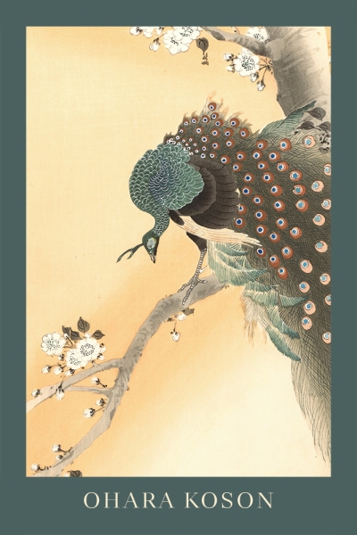 Ohara Koson - Peacock in Cherry Tree Variante 1 | 30x45 cm | Premium-Papier