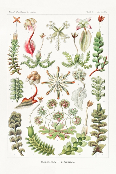 Ernst Haeckel - Hepaticae (Lebermoose), Botanical Illustrations Variante 1 | 40x60 cm | Premium-Papier