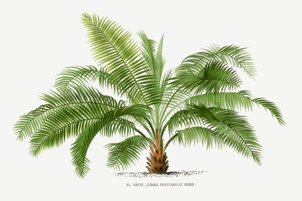 Vintage Palm Tree No. 1 Variante 1 | 40x60 cm | Premium-Papier
