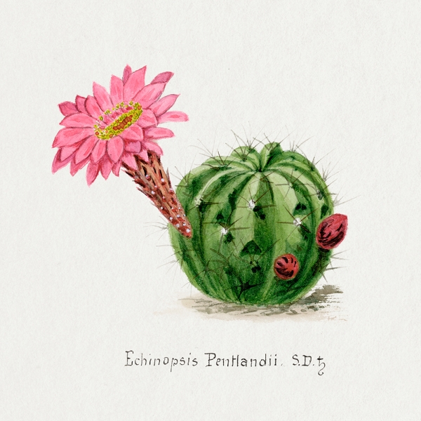 Echinopsis Pentlandii Cactus - Vintage Illustration 