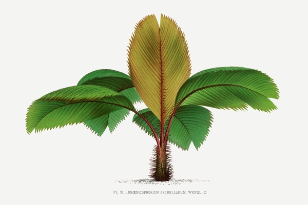 Vintage Palm Tree No. 5 Variante 1 | 40x60 cm | Premium-Papier