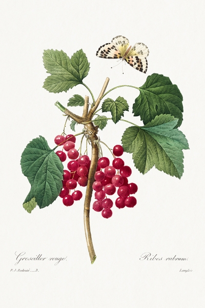 Pierre Joseph Redouté - Red Currant Variante 1 | 40x60 cm | Premium-Papier