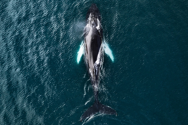 The Whale Variante 1 | 40x60 cm | Premium-Papier