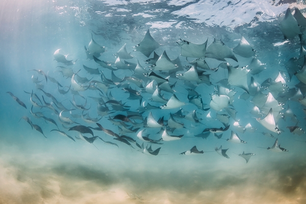 Stingrays Variante 1 | 40x60 cm | Premium-Papier