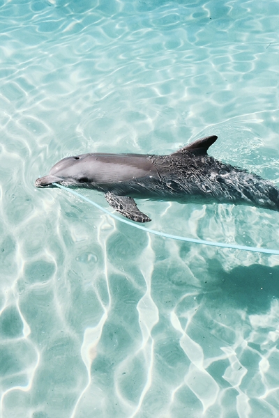 Dolphin Variante 1 | 40x60 cm | Premium-Papier