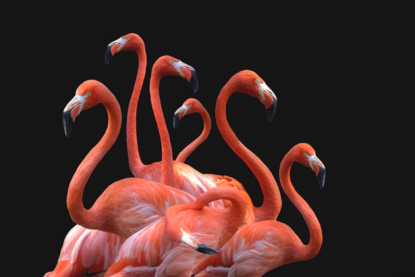 Seven Flamingos Variante 1 | 40x60 cm | Premium-Papier