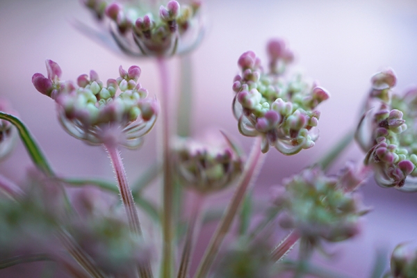 Purple Flowers Variante 1 | 40x60 cm | Premium-Papier
