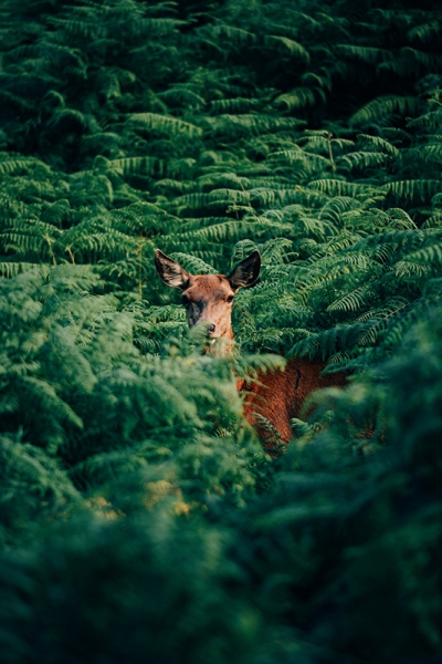 Hidden Deer 