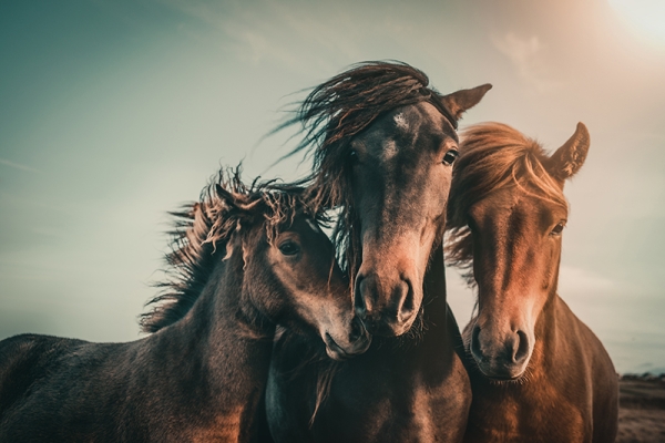 Horses at Dusk Variante 1 | 40x60 cm | Premium-Papier