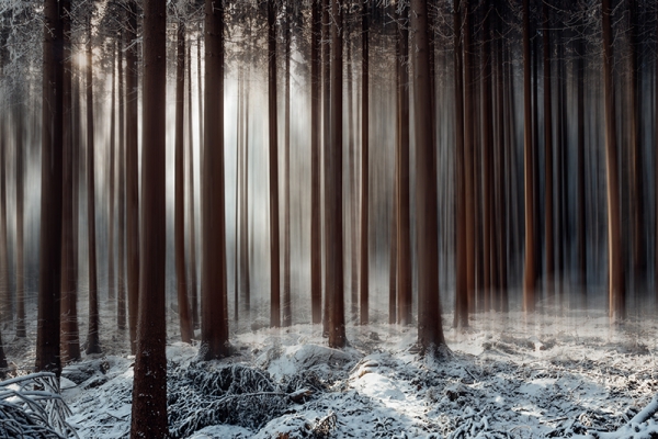 Forest Visions Variante 1 | 40x60 cm | Premium-Papier