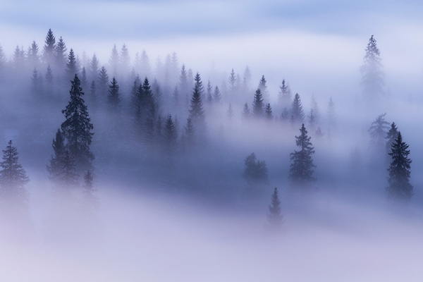 Cloud Forest Variante 1 | 40x60 cm | Premium-Papier