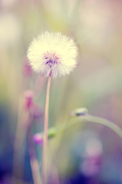 Pink Dandelion Variante 1 | 40x60 cm | Premium-Papier