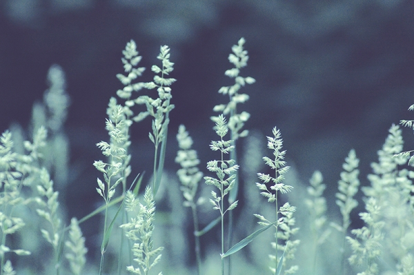 Summer Grass at Dusk Variante 1 | 40x60 cm | Premium-Papier