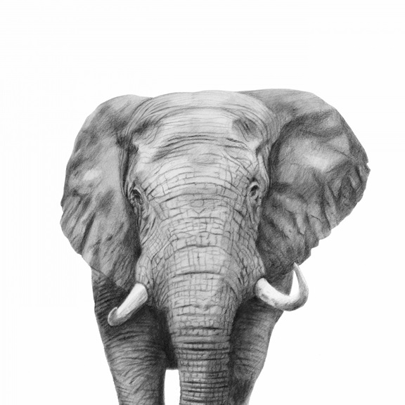 Elephant Sketch Variante 1 | 60x60 cm | Premium-Papier