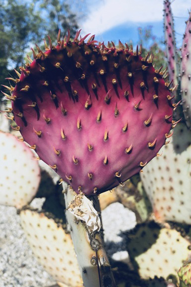 Fuchsia Cactus Variante 1 | 40x60 cm | Premium-Papier