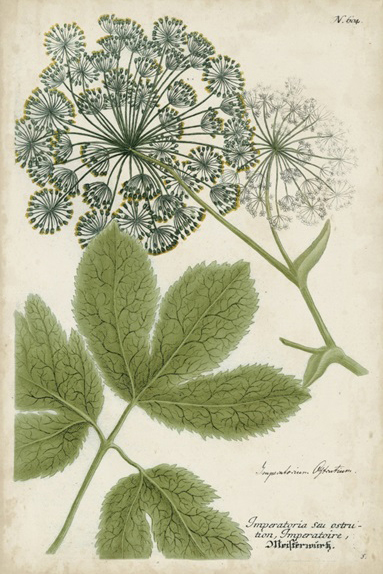 Botanical Sketch - Queen Anne's Lace 