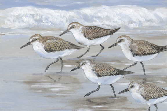 Sandpipers Variante 1 | 40x60 cm | Premium-Papier