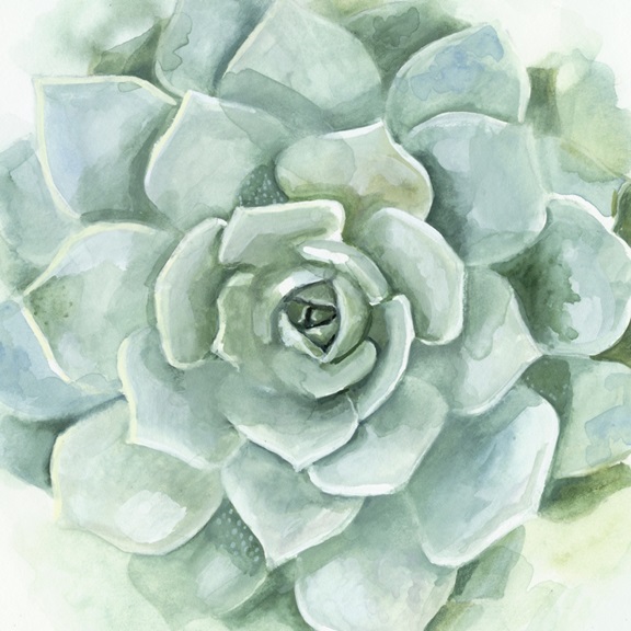 Succulent Watercolour 