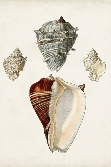 Shell collection Variante 1 | 30x45 cm | Premium-Papier