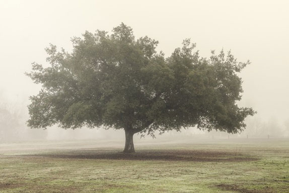 Treefog No. 2 Variante 1 | 30x45 cm | Premium-Papier