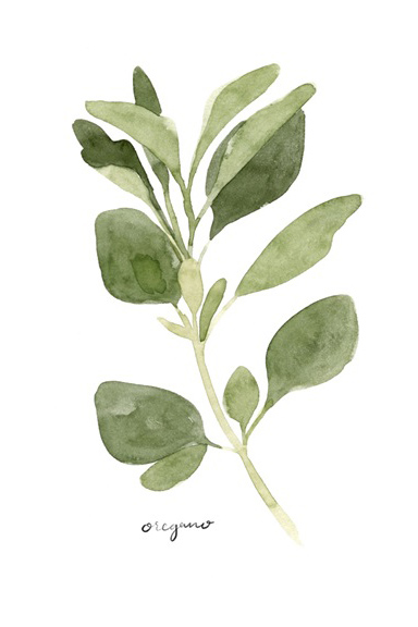 Herbs Collection No. 3: Oregano Variante 1 | 30x45 cm | Premium-Papier
