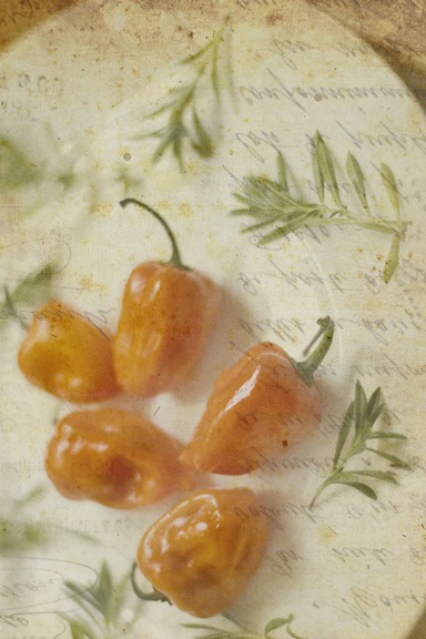 Vintage Herbs No. 6 Variante 1 | 30x45 cm | Premium-Papier