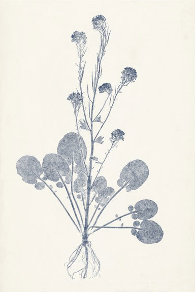 Leaf Imprints No. 6 Variante 1 | 30x45 cm | Premium-Papier