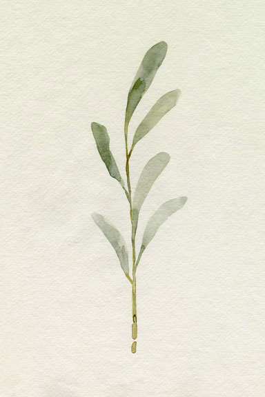 Olive Branch No. 1 Variante 1 | 30x45 cm | Premium-Papier