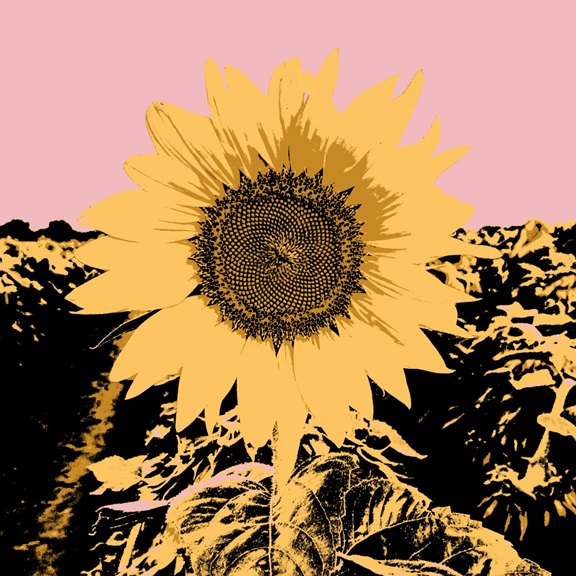Sunflower Effect No. 2 Variante 1 | 60x60 cm | Premium-Papier
