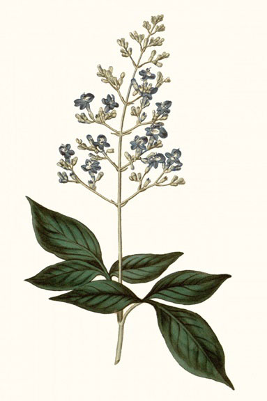 Botanical Portraits No. 6 Variante 1 | 30x45 cm | Premium-Papier