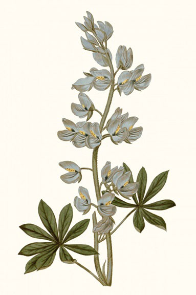 Botanical Portraits No. 8 Variante 1 | 30x45 cm | Premium-Papier