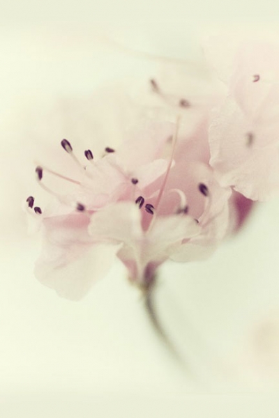 Cherry Blossom Dream 