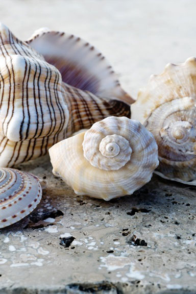 Beach Treasures No. 1 Variante 1 | 30x45 cm | Premium-Papier