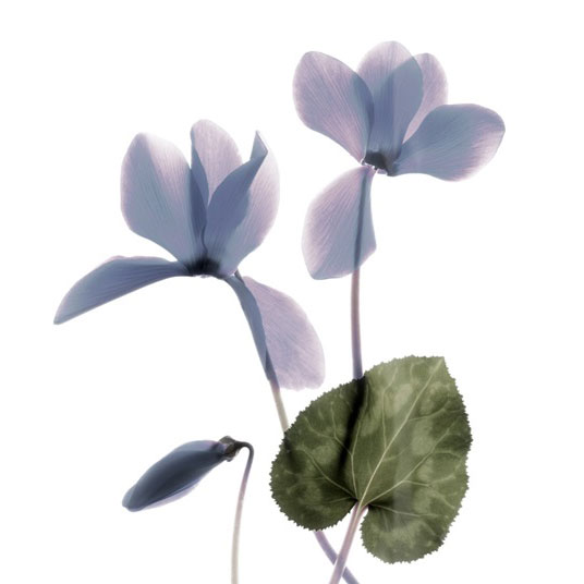 High Key Flowers No. 1 Variante 1 | 40x40 cm | Premium-Papier