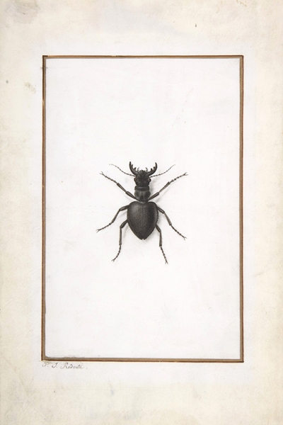 Pierre Joseph Redouté - A Stag Beetle Variante 1 | 20x30 cm | Premium-Papier