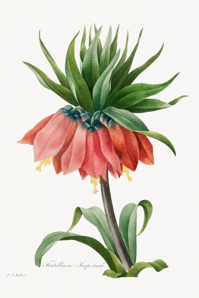 Pierre Joseph Redouté - Fritillaria Imperialis Variante 1 | 40x60 cm | Premium-Papier wasserfest