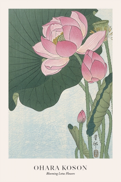 Ohara Koson - Blooming Lotus Flowers Variante 1 | 20x30 cm | Premium-Papier