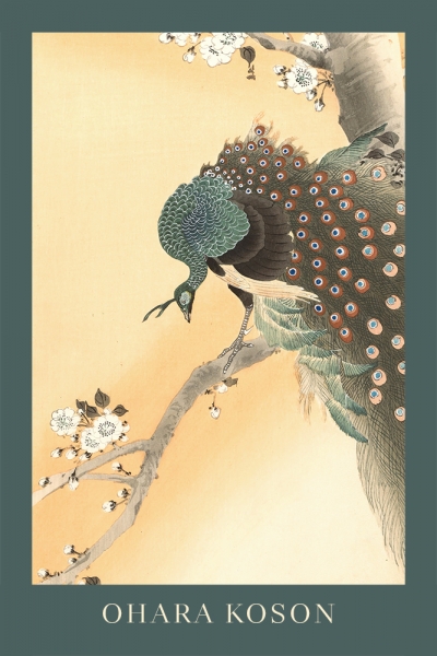 Ohara Koson - Peacock in Cherry Tree Variante 1 | 40x60 cm | Premium-Papier