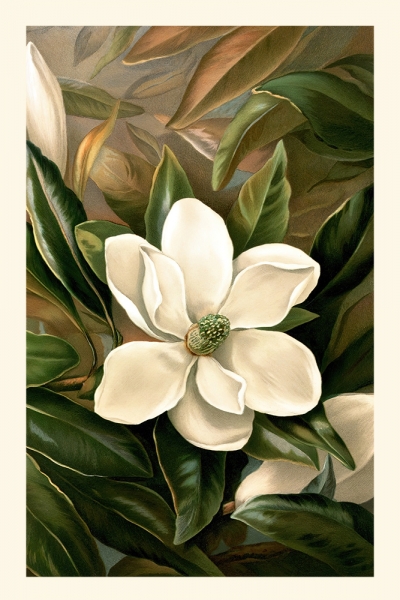 Ellen Thayer Fisher - Magnolia Grandiflora Variante 1 | 60x90 cm | Premium-Papier wasserfest