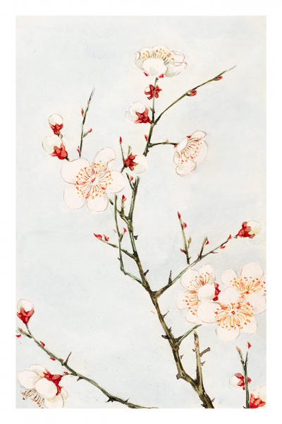 Megata Morikaga - Plum Branches with Blossoms Variante 1 | 60x90 cm | Premium-Papier wasserfest